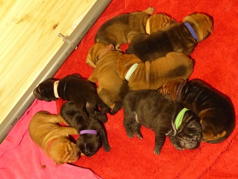 Chiot Shar Pei les Gardiens Du Sichuan